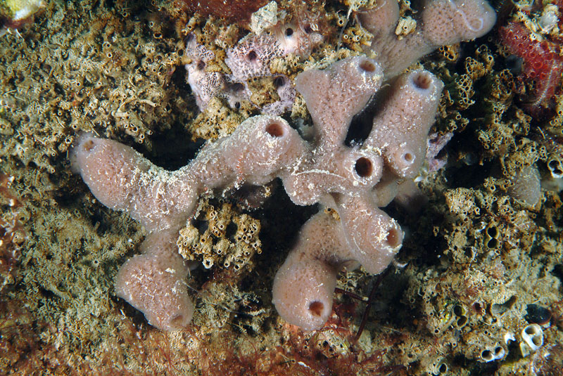 Haliclona sp.